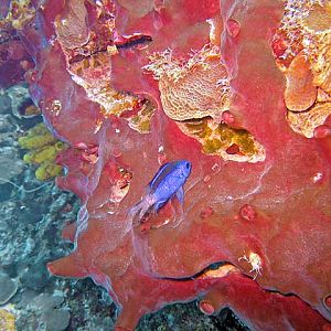 Little fish