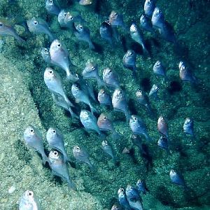 Green Moray says hello!