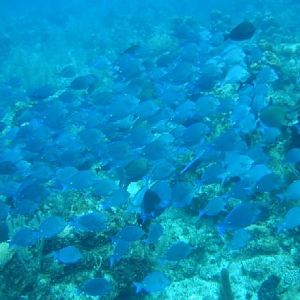 Fishies