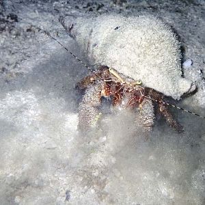 Gigantic hermit crab