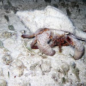 Hermit crab #2