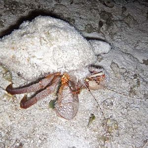 Hermit crab - from the side