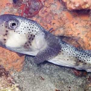 Porcupine fish