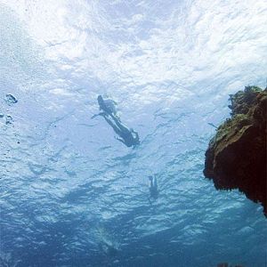 Caribbean Spiny Lobster