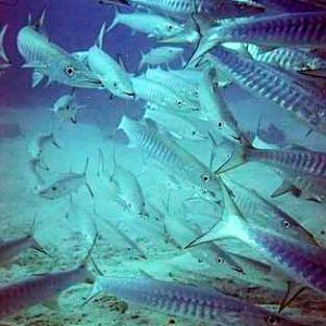 Fish from above