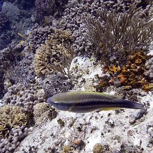 Princess Parrotfish