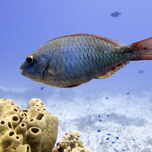 Redband parrotfish
