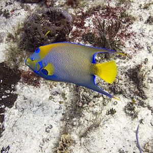 Queen angelfish