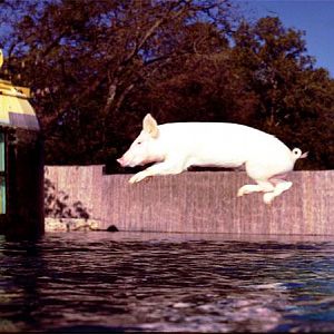 Honeycomb cowfish closeup