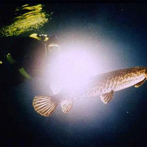 Uncooperative Seahorse