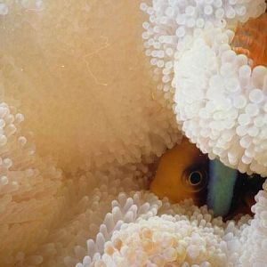 We all live in a ....