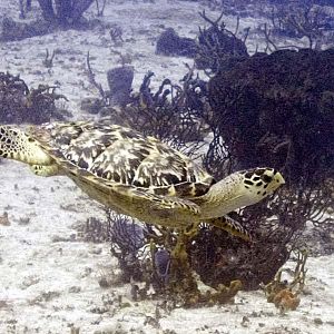 Group of fish