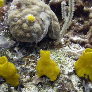 Three yellow sponges