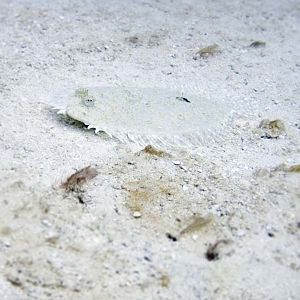 Flounder