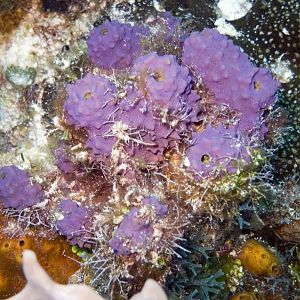 Purple sponge