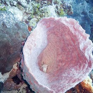 Splitcrown feather duster