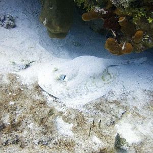 Text Attack on GWNDWN