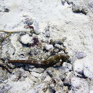 Prez of Vice Indeed!