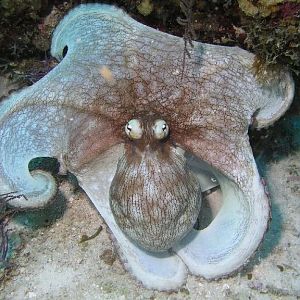 Curious fish