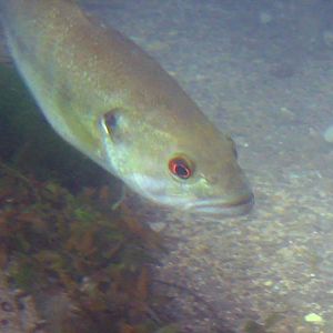 Fish closeup