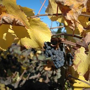 How's that ear infection SB?