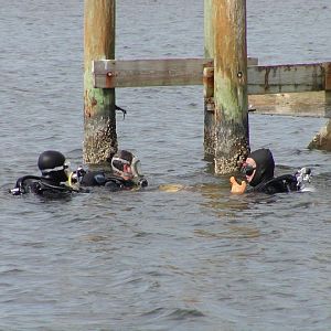 Harness mount and handle
