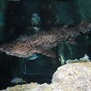 Shark