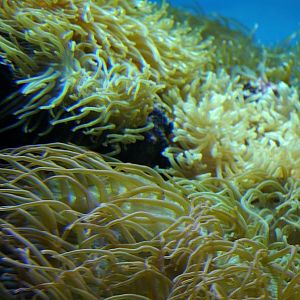 Anemones