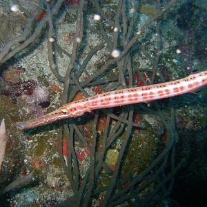 Operation Squeezably Soft 2