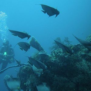 Operation Squeezably Soft 3