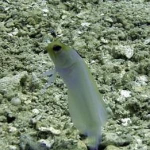 Stand still ya little...