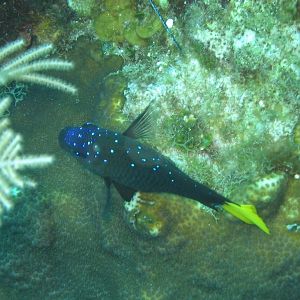 Spirit of the Dragon