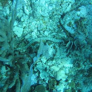 Sassy and Beluga Chill Out