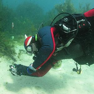 White Tip Reef Shark