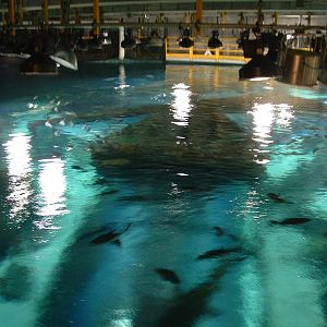 Drink as much red wine and vodka as possible before you dive! :(