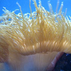The deck gun from U-352