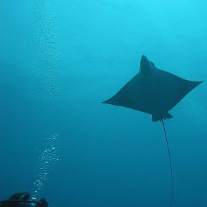 A Really Good trip Leader