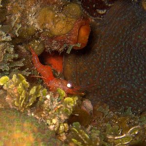 reefhound, peacholica
