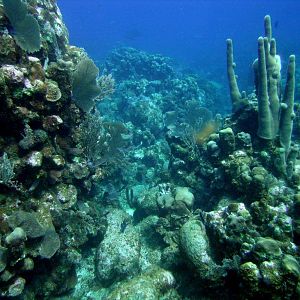 Artificial Reef Sunk in Anger