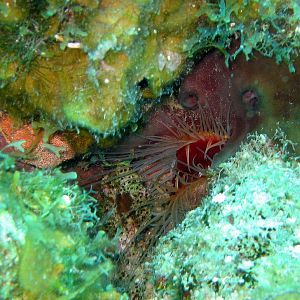 Angry Fish
