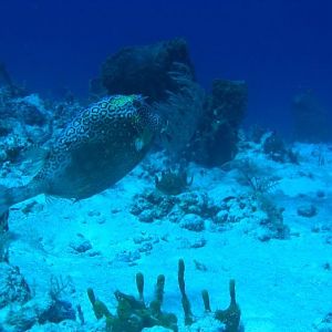 BJDiver in Nohoch