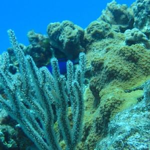 BJDiver in Nohoch