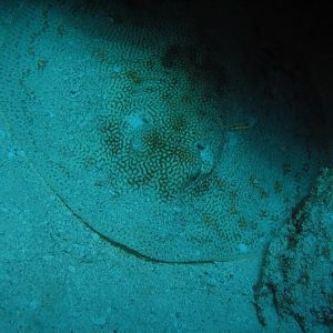 Reel-y small triggerfish