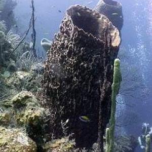 Thermocline