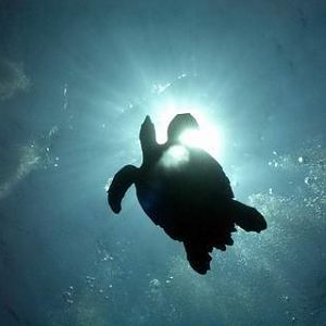 Maya Palms dive shop