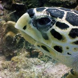Trunkfish