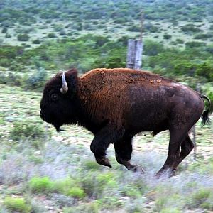 Where the Buffalo roam