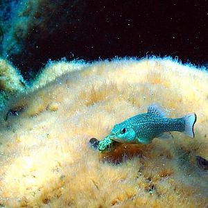 Cherokee Springs Pup Fish