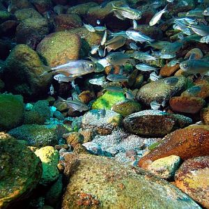 Mexican Tetra's above a boil