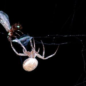 Can i get this to go